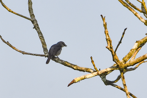 Dusky-blue Flycatcher (Bradornis comitatus), photo 8