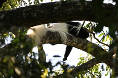 Colobus caudatus