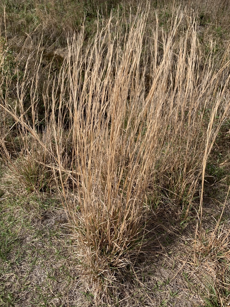 broomsedge bluestem from Okeechobee, FL, US on February 26, 2022 at 1016 AM by rboughton