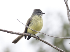 Phyllomyias griseiceps