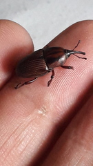 Sphenophorus crassus