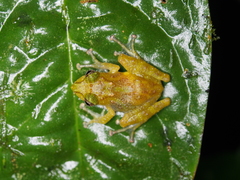 Philautus tectus
