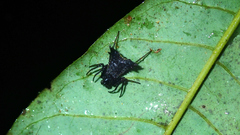 Micrathena triangularis