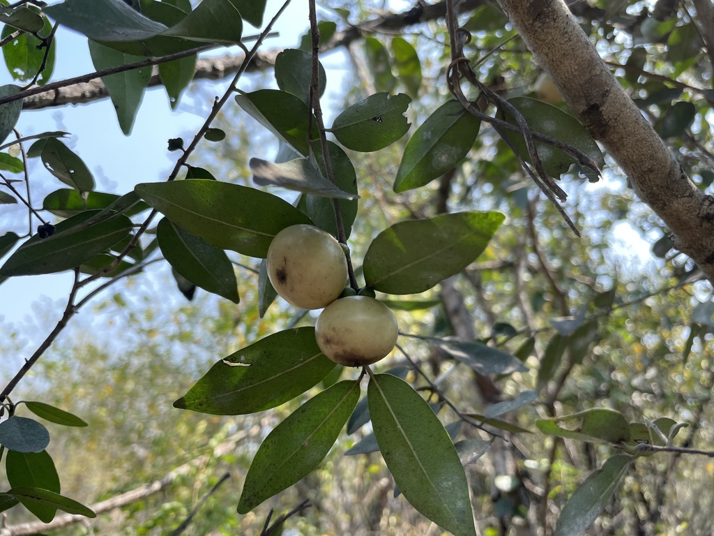 Diospyros mollis (Diospyros mollis)