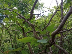 Boa constrictor constrictor