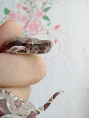 Boa constrictor constrictor