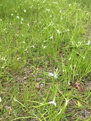 Rhynchospora colorata