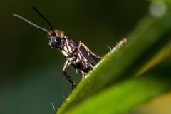 Micropterix