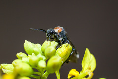 Dolerus rufotorquatus