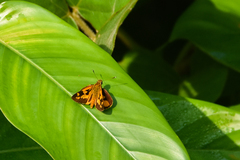 Pardaleodes edipus