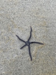 Ophiopsammus maculata