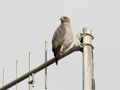 Rupornis magnirostris