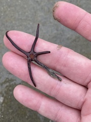 Ophiopsammus maculata