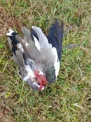 Vanellus chilensis chilensis