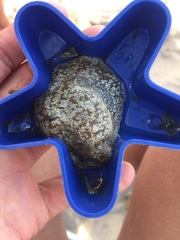 Pleurobranchaea maculata