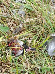 Vanellus chilensis chilensis