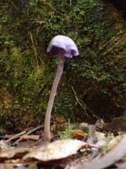 Laccaria gomezii