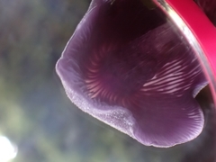 Laccaria gomezii