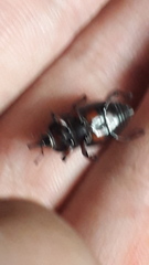 Sphenophorus crassus