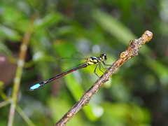 Rhinagrion borneense
