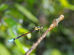 Rhinagrion borneense