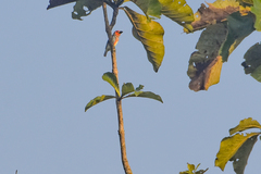 Lybius vieilloti