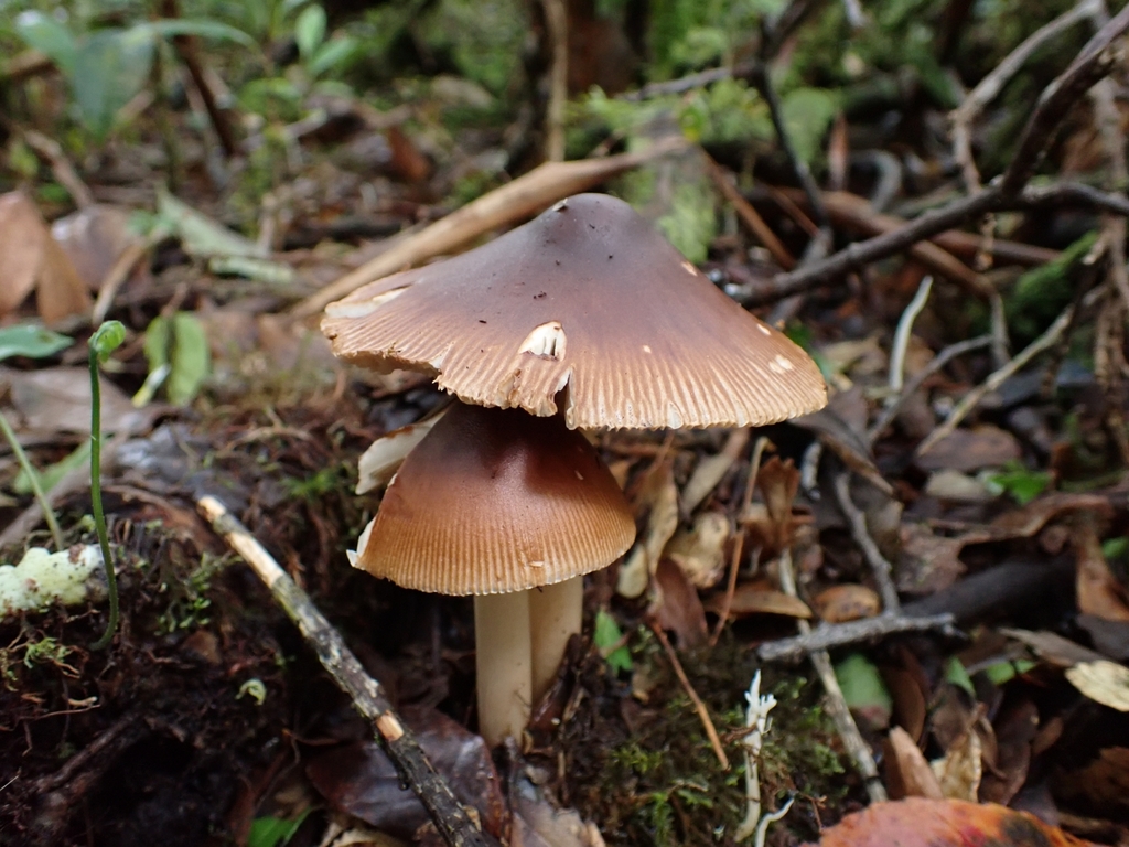 Mesoamerican Orange-Brown Ringless Amanita