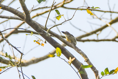 Pogoniulus scolopaceus