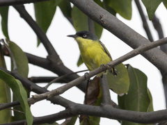 Todirostrum cinereum