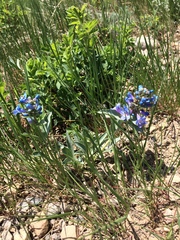 Penstemon nitidus