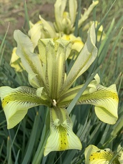Iris grant-duffii