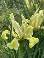Iris grant-duffii