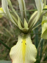 Iris grant-duffii