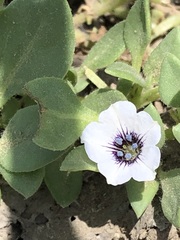 Nolana humifusa