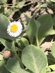 Erigeron leptorhizon