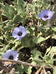 Nolana humifusa