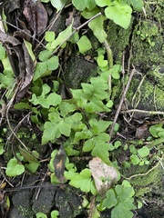 Asplenium pumilum