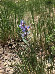 Penstemon nitidus