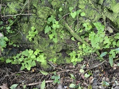 Asplenium pumilum