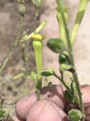 Nicotiana paniculata