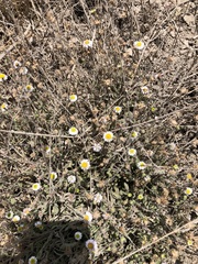 Erigeron leptorhizon