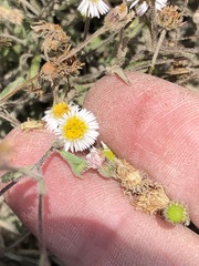 Erigeron leptorhizon