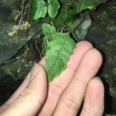 Tectaria zeilanica