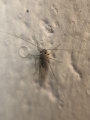 Teliapsocus