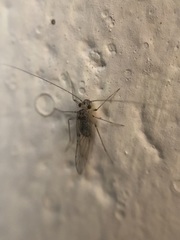Teliapsocus