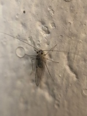 Teliapsocus