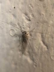 Teliapsocus