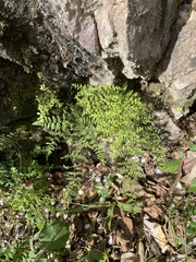 Myriopteris microphylla