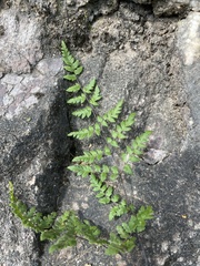 Myriopteris microphylla