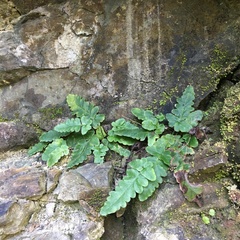 Tectaria zeilanica